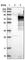 Adenylate Kinase 5 antibody, HPA019128, Atlas Antibodies, Western Blot image 