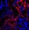 Transient Receptor Potential Cation Channel Subfamily V Member 4 antibody, A00565, Boster Biological Technology, Immunofluorescence image 