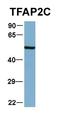 Transcription Factor AP-2 Gamma antibody, orb329978, Biorbyt, Western Blot image 