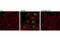 Checkpoint Kinase 1 antibody, 12302T, Cell Signaling Technology, Immunocytochemistry image 