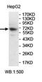 Zinc Finger Protein 34 antibody, orb78049, Biorbyt, Western Blot image 
