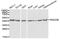 RAD23 Homolog B, Nucleotide Excision Repair Protein antibody, abx007257, Abbexa, Western Blot image 