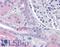 Ring Finger Protein 213 antibody, LS-B1755, Lifespan Biosciences, Immunohistochemistry paraffin image 