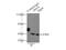 DNA Fragmentation Factor Subunit Alpha antibody, 10191-2-AP, Proteintech Group, Immunoprecipitation image 