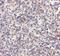 Autophagy Related 5 antibody, NBP1-76992, Novus Biologicals, Immunohistochemistry frozen image 