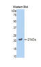 Growth arrest-specific protein 6 antibody, LS-C690370, Lifespan Biosciences, Western Blot image 