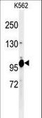 TELO2 Interacting Protein 1 antibody, LS-C165382, Lifespan Biosciences, Western Blot image 
