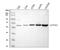 Epoxide Hydrolase 2 antibody, A01999-1, Boster Biological Technology, Western Blot image 