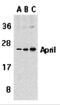 TNF Superfamily Member 13 antibody, 2415, ProSci, Western Blot image 