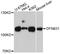 Whirlin antibody, abx126794, Abbexa, Western Blot image 