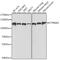 Catenin Alpha 1 antibody, 19-768, ProSci, Western Blot image 