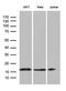 Endothelial Differentiation Related Factor 1 antibody, LS-C795616, Lifespan Biosciences, Western Blot image 