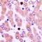 B-cell differentiation antigen LP-3 antibody, orb382057, Biorbyt, Immunohistochemistry frozen image 