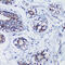 Transcription Factor A, Mitochondrial antibody, 15-064, ProSci, Immunohistochemistry frozen image 