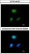 Hes Related Family BHLH Transcription Factor With YRPW Motif Like antibody, GTX114121, GeneTex, Immunocytochemistry image 