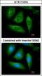 Receptor Interacting Serine/Threonine Kinase 1 antibody, GTX111074, GeneTex, Immunofluorescence image 