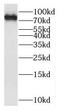 KIF3 antibody, FNab04563, FineTest, Western Blot image 