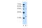 Sphingomyelin Phosphodiesterase 2 antibody, 30-066, ProSci, Enzyme Linked Immunosorbent Assay image 