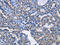Annexin A4 antibody, CSB-PA136137, Cusabio, Immunohistochemistry paraffin image 