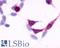 Endothelin Receptor Type B antibody, LS-A54, Lifespan Biosciences, Immunocytochemistry image 