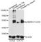 N-Myc Downstream Regulated 1 antibody, LS-C750616, Lifespan Biosciences, Western Blot image 