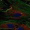 Neuronal Pentraxin 2 antibody, NBP2-68739, Novus Biologicals, Immunofluorescence image 