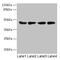 Actin Like 8 antibody, CSB-PA887982LA01HU, Cusabio, Western Blot image 