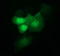 Indoleamine 2,3-Dioxygenase 1 antibody, LS-C174760, Lifespan Biosciences, Immunofluorescence image 
