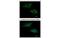 Interferon Alpha 2 antibody, MBS837387, MyBioSource, Immunofluorescence image 