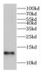 Coiled-coil-helix-coiled-coil-helix domain-containing protein 1 antibody, FNab01633, FineTest, Western Blot image 