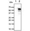 Beclin 1 antibody, GTX57617, GeneTex, Western Blot image 