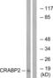 Cellular Retinoic Acid Binding Protein 2 antibody, LS-C119828, Lifespan Biosciences, Western Blot image 