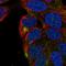 Transmembrane Protein 63A antibody, HPA066936, Atlas Antibodies, Immunofluorescence image 