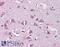 Neurofibromin 2 antibody, NB100-93527, Novus Biologicals, Immunohistochemistry frozen image 