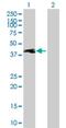 Tektin 1 antibody, H00083659-B01P, Novus Biologicals, Western Blot image 