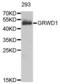 Glutamate Rich WD Repeat Containing 1 antibody, abx004612, Abbexa, Western Blot image 