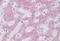 Protein S antibody, NBP1-59165, Novus Biologicals, Immunohistochemistry paraffin image 