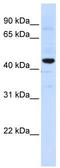 Solute Carrier Family 41 Member 3 antibody, TA334149, Origene, Western Blot image 