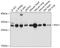 Ras Suppressor Protein 1 antibody, GTX65563, GeneTex, Western Blot image 