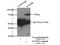 Ectonucleoside triphosphate diphosphohydrolase 2 antibody, 13656-1-AP, Proteintech Group, Immunoprecipitation image 