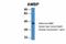 Alpha-1-Microglobulin/Bikunin Precursor antibody, A02419, Boster Biological Technology, Western Blot image 