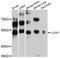 Leukocyte Immunoglobulin Like Receptor A1 antibody, abx126096, Abbexa, Western Blot image 