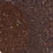 Proteasome 26S Subunit, Non-ATPase 9 antibody, NBP2-47561, Novus Biologicals, Immunohistochemistry frozen image 