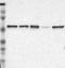 Ubiquitin Protein Ligase E3 Component N-Recognin 7 (Putative) antibody, NBP1-88409, Novus Biologicals, Western Blot image 