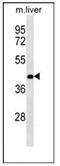 Ras association domain-containing protein 10 antibody, AP53592PU-N, Origene, Western Blot image 