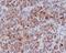 Cyclin B1 antibody, M00745-2, Boster Biological Technology, Immunohistochemistry frozen image 