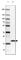 Heat shock protein beta-6 antibody, HPA054811, Atlas Antibodies, Western Blot image 