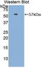 HSPA (Hsp70) Binding Protein 1 antibody, LS-C299618, Lifespan Biosciences, Western Blot image 