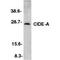 Cell Death Inducing DFFA Like Effector A antibody, AHP541, Bio-Rad (formerly AbD Serotec) , Western Blot image 