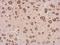 Cystatin F antibody, NBP2-16074, Novus Biologicals, Immunohistochemistry frozen image 